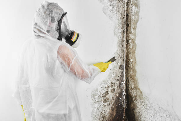 Best Commercial Mold Removal  in Rafter J Ranch, WY