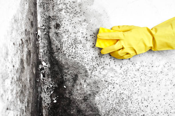 Best Same-Day Mold Removal  in Rafter J Ranch, WY