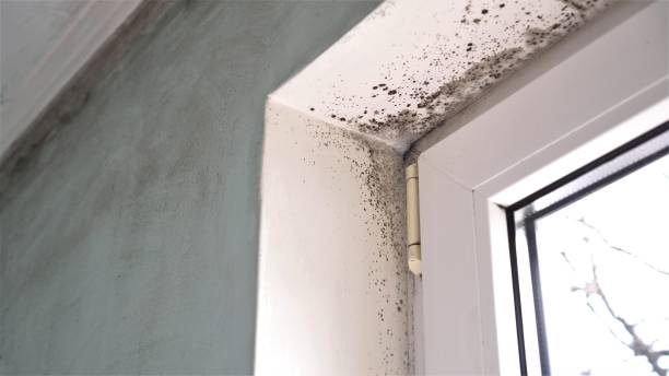Best Best Mold Removal Companies  in Rafter J Ranch, WY