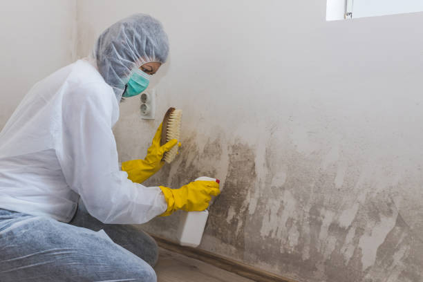 Office Mold Removal Services in Rafter J Ranch, WY