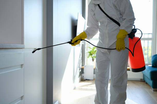 Best Local Mold Removal Service  in Rafter J Ranch, WY