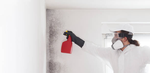 Mold Removal and Inspection in Rafter J Ranch, WY