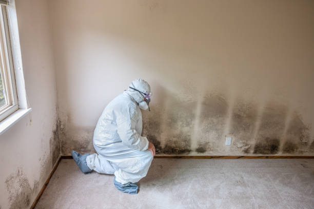 Best Office Mold Removal Services  in Rafter J Ranch, WY