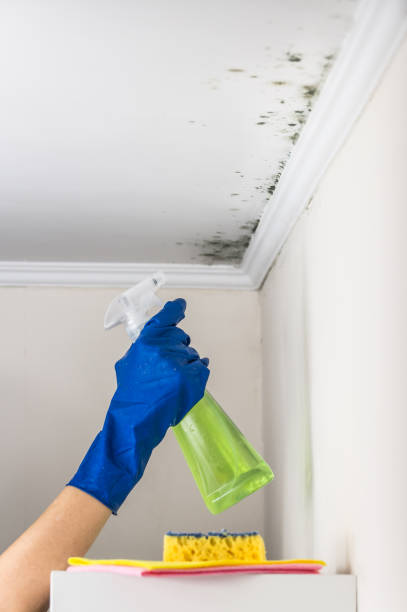 Best Mold Testing  in Rafter J Ranch, WY
